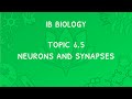 IB Biology Topic 6.5: Neurons and Synapses