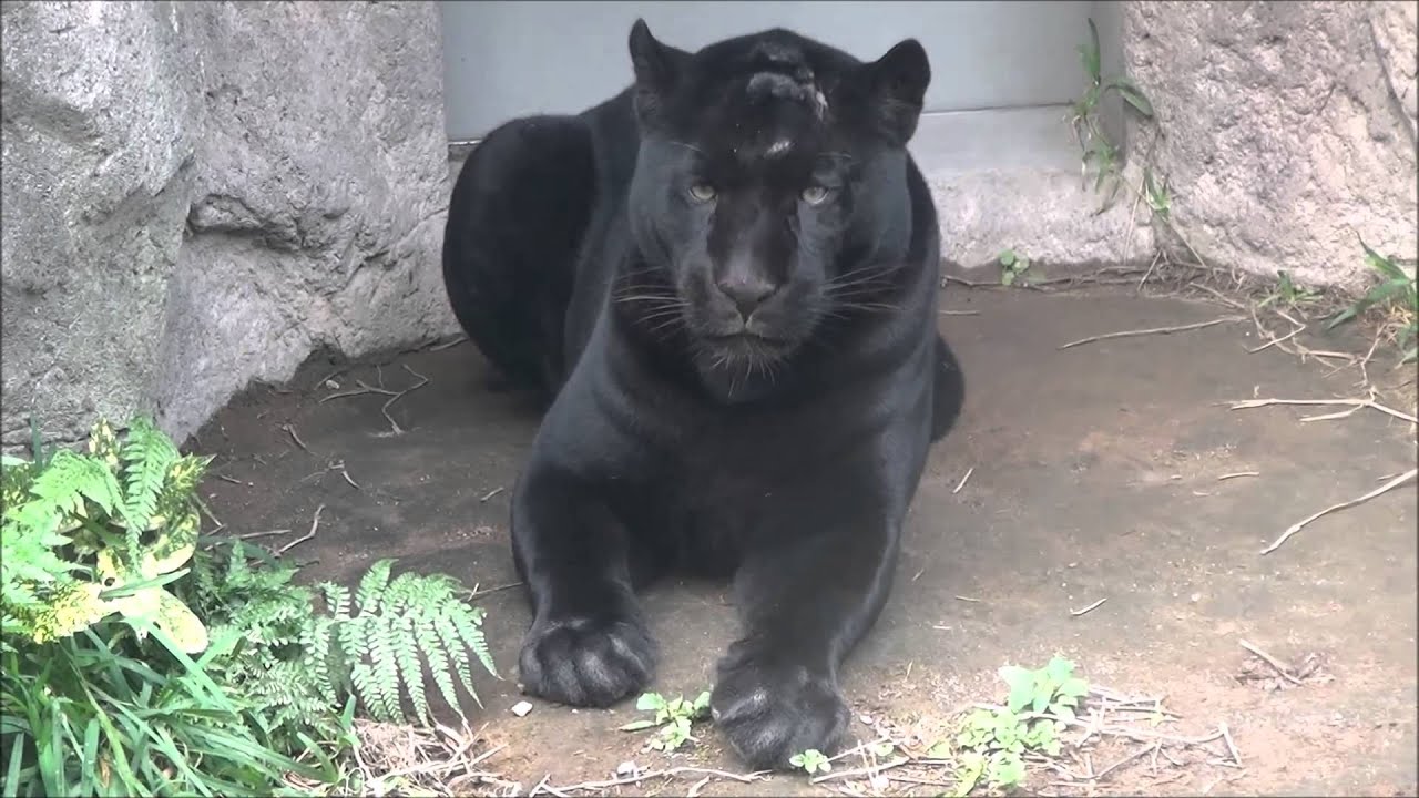 平川動物公園の黒ジャガー ボスキ 15年11月26日撮影 Black Jaguar The Zoo Youtube