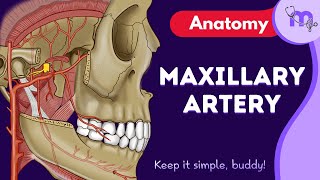 Maxillary Artery | Course | Branches | Supplying structures | Anatomy| Animated Explanation