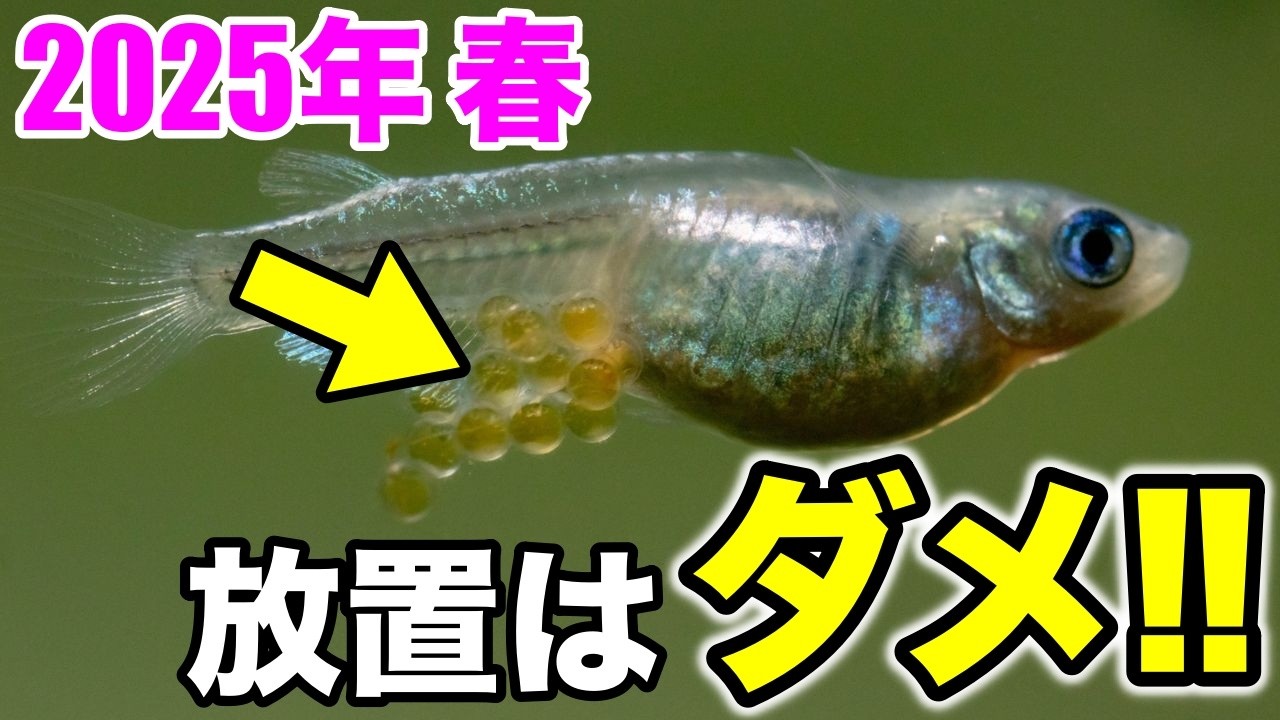 春にメダカの卵をほったらかしにすると…！失敗しない孵化方法と注意点