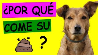 Remedies to stop my dog ​​from eating his feces