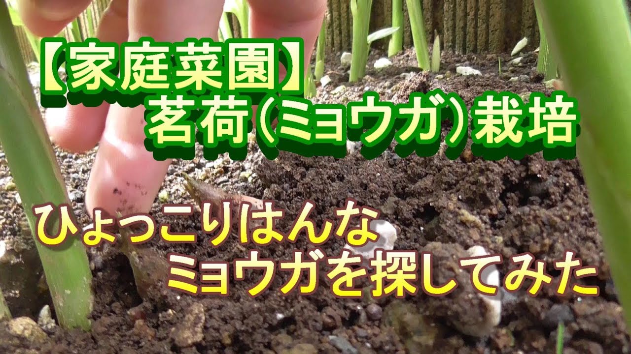 ミョウガ 植え 替え ミョウガの育て方