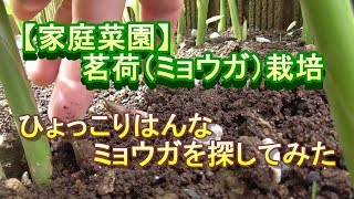 家庭菜園 ミョウガの栽培状況 Youtube