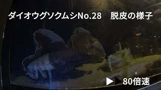 《鳥羽水族館》ダイオウグソクムシNo.28の脱皮ダイジェスト版 by 鳥羽水族館 TOBA AQUARIUM 4,526 views 1 year ago 7 minutes, 46 seconds