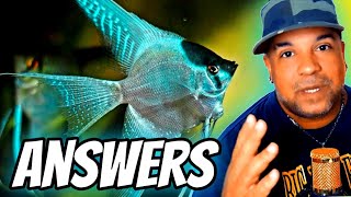 Unlocking the Secrets of AngelFish: Your Most Important Questions Answered
