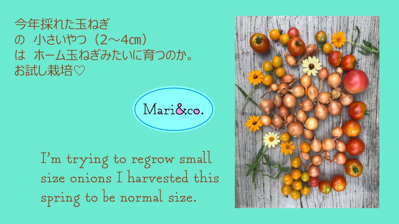 自家製ホーム玉ねぎ 植えてみる Trying To Regrow Small Onions Youtube