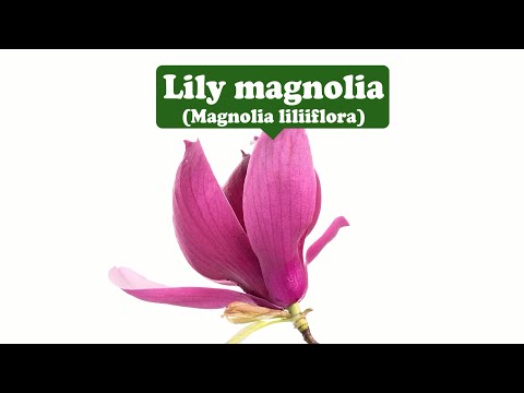 Love of nature, purity, innocence--Lily magnolia