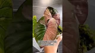 Alocasia Series - Alocasia Nebula Variegata l PlantFactory Alocasia Series - Alocasia Nebula Variegata l PlantFactory