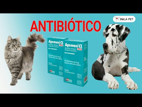 Vídeo: Sinulox Para Gatos Em Comprimidos De 50 Mg E Injeções: Instruções De Uso, Dosagem Do Medicamento, Contra-indicações, Análogos E Comentários