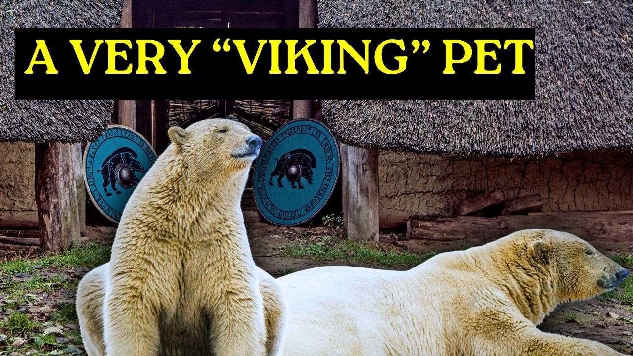 did-the-norse-keep-polar-bears-as-pets-vikings-youtube