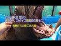 【トド】2021年6月現在の開館前の様子です(^^)/ 海獣たちの朝ごはん編(伊勢シーパラダイス/水族館)