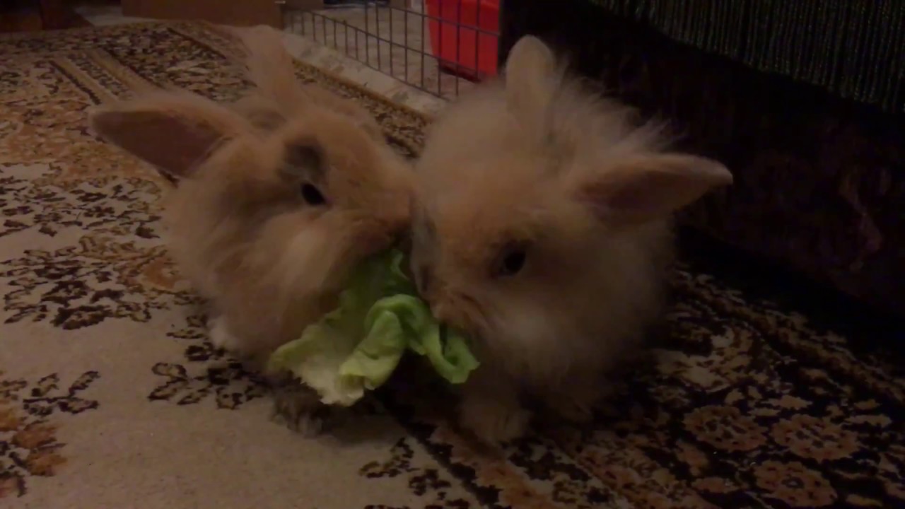 Rabbit's joy - YouTube