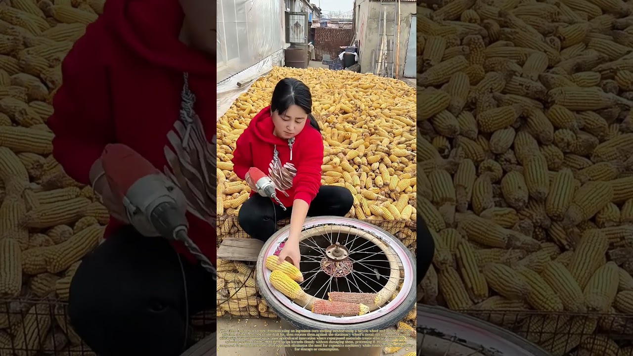 Drilling Through Harvest: How a Bicycle Wheel Revolutionizes Corn Processing