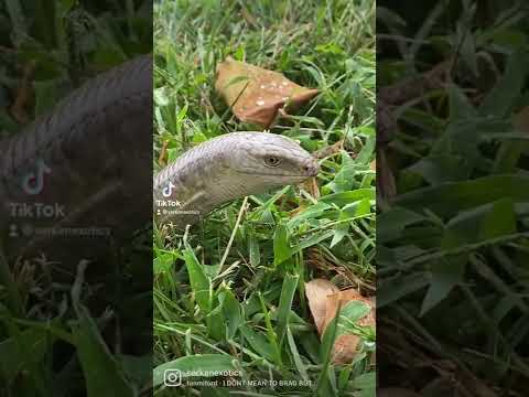 Legless Lizard