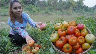 Fresh tomato in my countryside and cooking food - Polin lifestyle