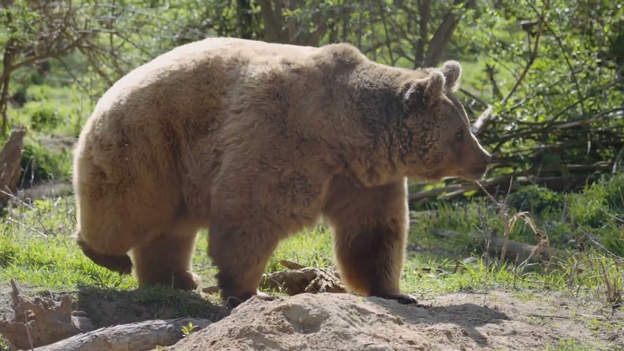 A veresegyházi Medveotthon