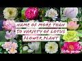 name of more than 50 variety of lotus | lotus types | lotus names | colour of lotus | size of lotus