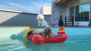 Dog's cute reaction when only the owner is having fun playing in the water