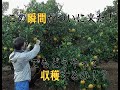 こたけさんのポンカン収穫！