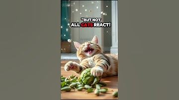 Is Catnip a Cat Drug? Here