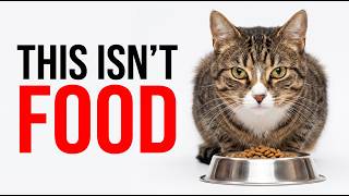 Your Cat Doesn't Think You're Feeding Them — They Think THIS Is Happening