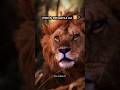 Maula Ali – The Lion of Allah 🦁#MaulaAli #LionOfAllah #HazratAli #ImamAli #Bravery #Faith#viralreels