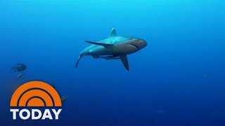 Early shark sightings are already causing beaches to close