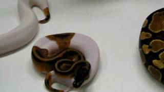 Yellowbelly Piebald Ball Python! - AKA Pumpkin Pied Profile