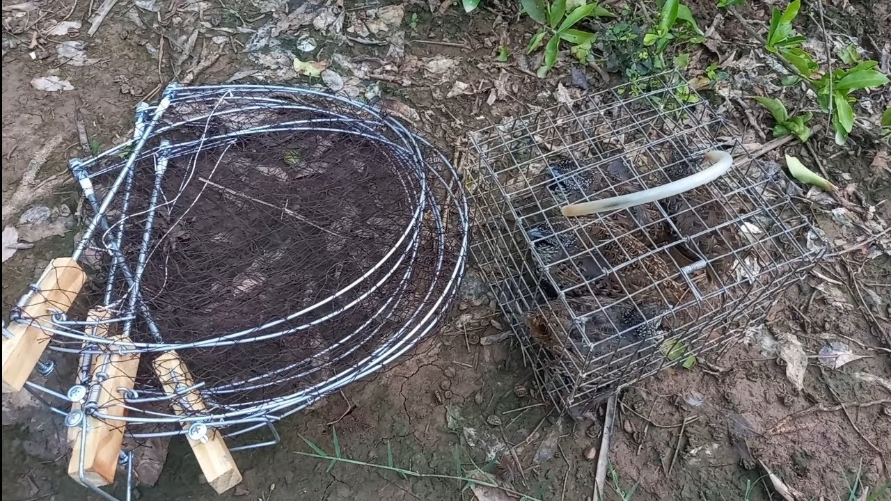 Bẫy Kẹp Chim Cút Rừng Đơn Giản Hiệu Quả Minh Ngọc 0786 952072