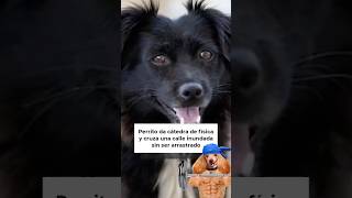 Perrito enseña gimnasia y cruza una calle sin ser arrastrado por el agua  🐶🇲🇽🌊 #noticias #mexico