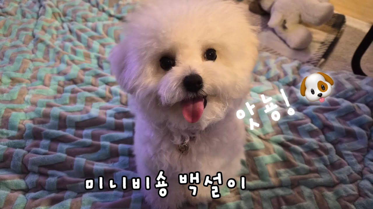 집안에 운동장(?) 깔아주기🐶