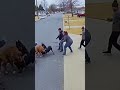 Street Turns Into Battlefield as Pitbull Attacks Two Dobermans #viral #funny #crazz