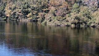 GatorCam Wakulla Live Stream