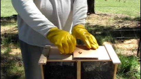 Part 1 of packaged bee installation by Paul.