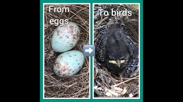 Mockingbirds inside the nest