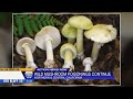 Wild mushroom poisonings spike in Northern California: 4 dead, 4 needed liver transplants since