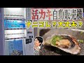 【レア自販機】新鮮な活牡蠣が24時間買えるだと！【くうしば食堂】