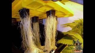 DIY AEROPONICS BUILD