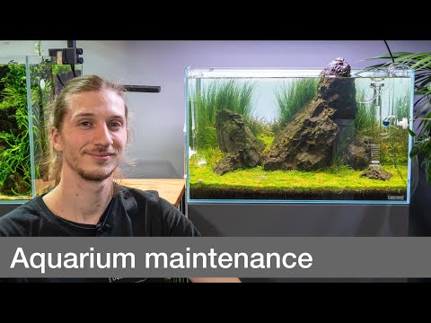 Video: Aquarienpflege: Wasserwechsel