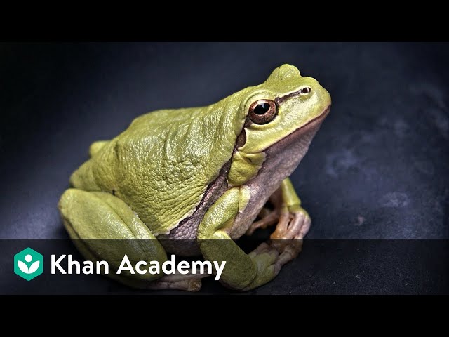 Control and Coordination in Frogs | Structural Organisation in Animals | Biology | Khan Academy