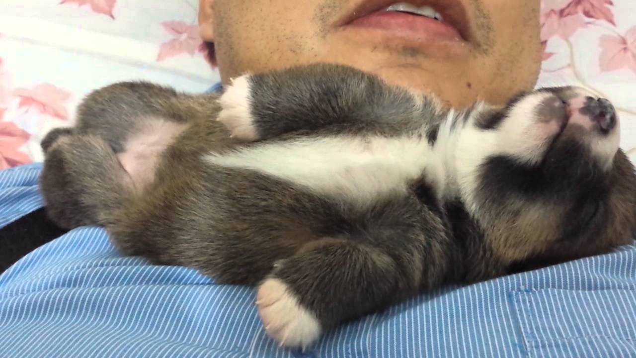 Corgi's Life | Day 17 | Sleeping Beauty corgi cafe japan