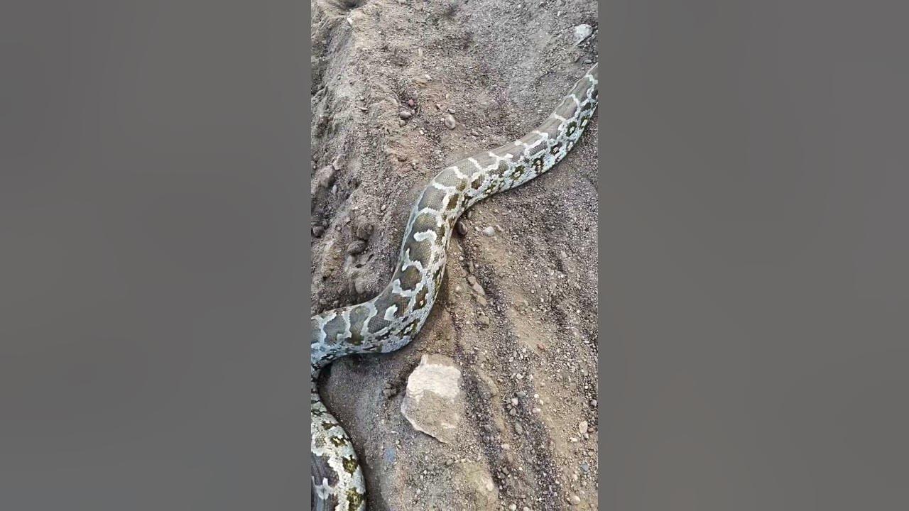 Strange behavior of python snakes #snake #reels #shortvideo # ...
