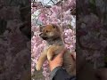 🌸桜と日本犬の子犬🌸#豆柴#子犬#shorts
