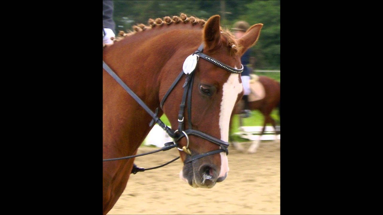 RIP bestes PONY ♥ - YouTube