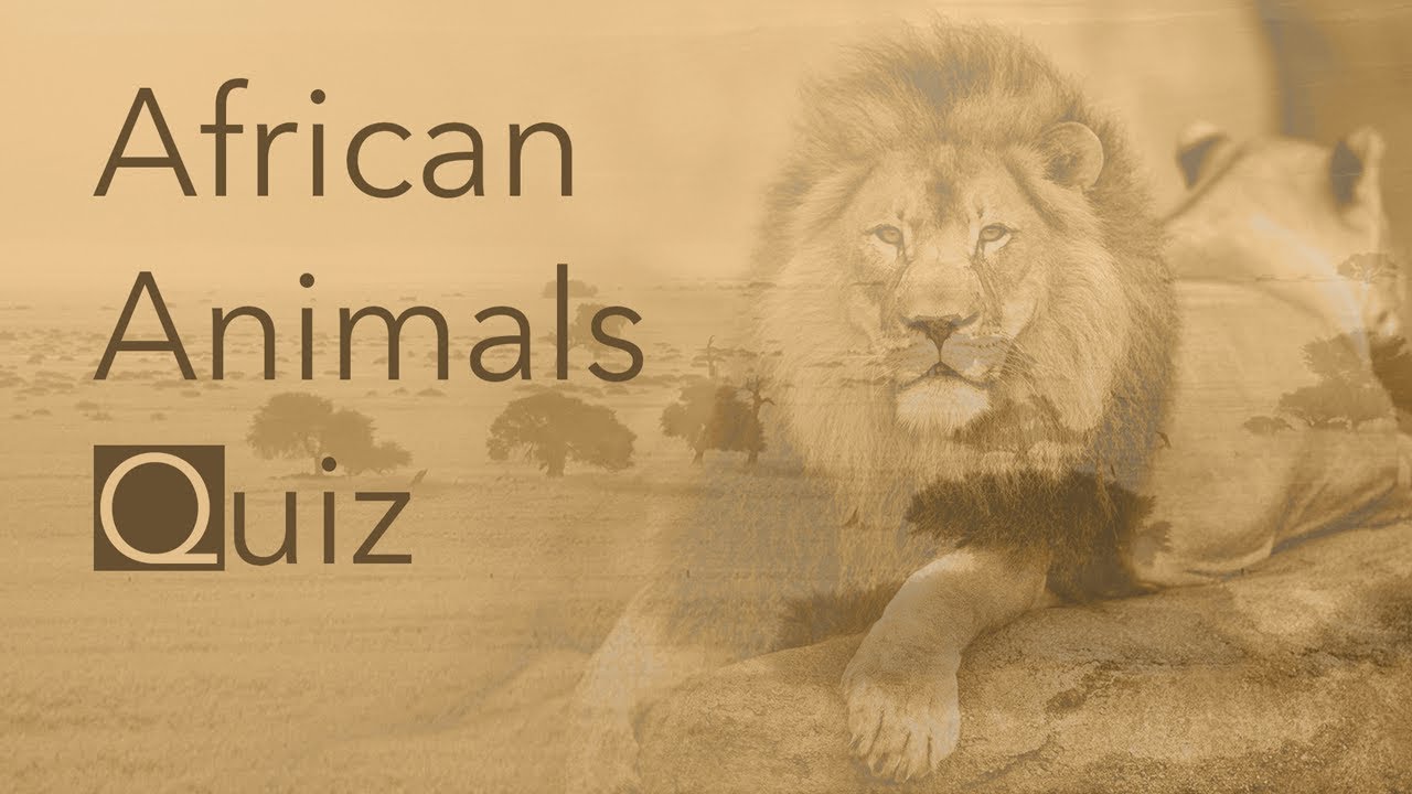 african-animals-quiz-part-1-youtube