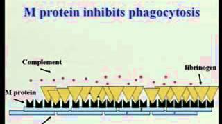 Bacteriology11.flv