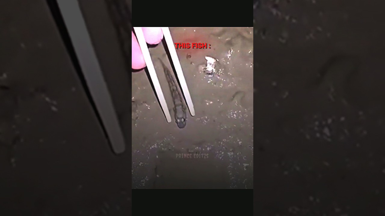 World fastest fish VS this fish..🗿☠️