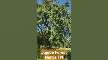 Huge Jujube Trees loaded with fruit