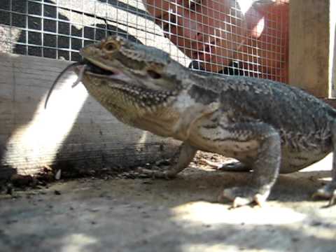 adult-pogona-vs-nipping-mouse