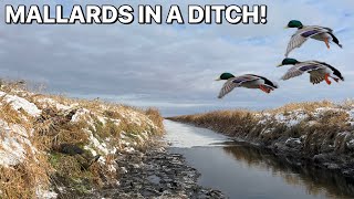 MALLARDS In A Ditch!!! - Duck Hunting a Irrigation Ditch - North Dakota Duck Hunting 2023